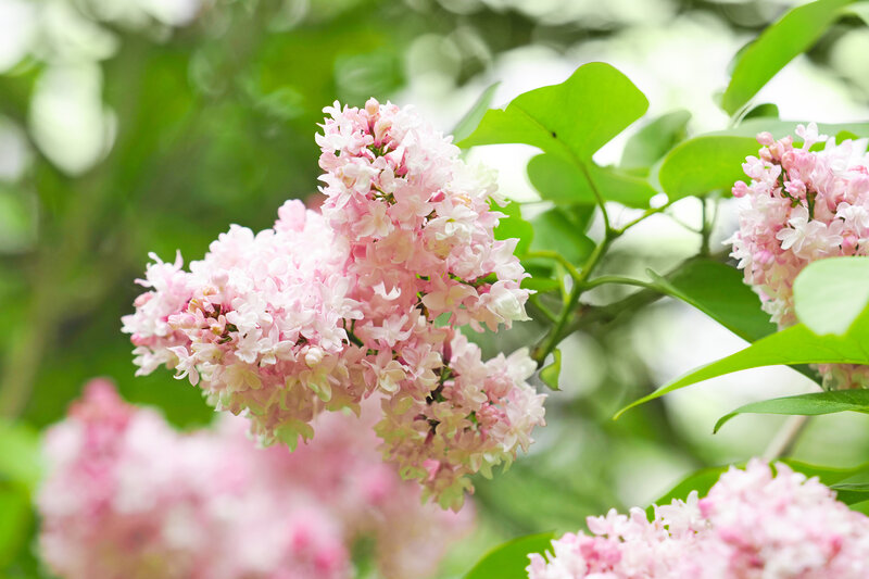Syringa vulgaris Schöne von Moskau