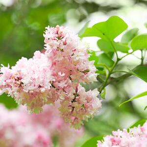 Syringa vulgaris Schöne von Moskau