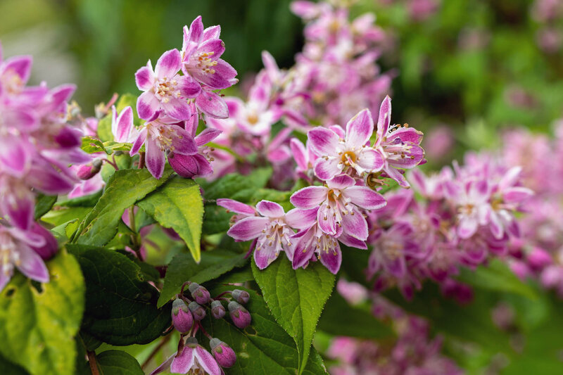 Deutzia Strawberry Field