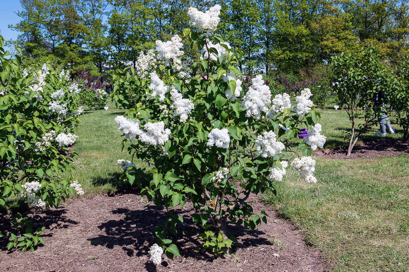 Syringa vulgaris Souvenir d'Alice Harding