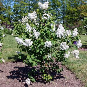 Syringa vulgaris Souvenir d'Alice Harding