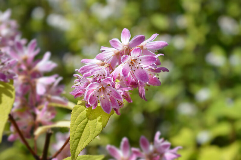 Deutzia Strawberry Field