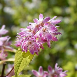 Deutzia Strawberry Field
