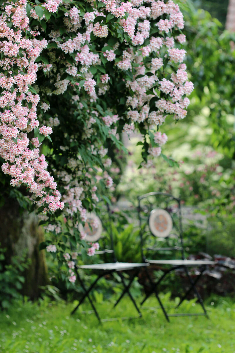 Kolkwitzia amabilis Pink Cloud