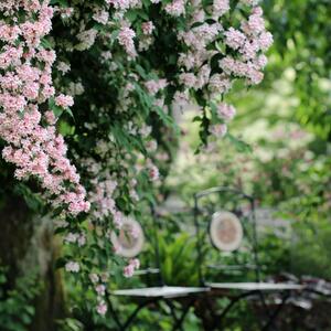 Kolkwitzia amabilis Pink Cloud