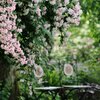 Kolkwitzia amabilis Pink Cloud