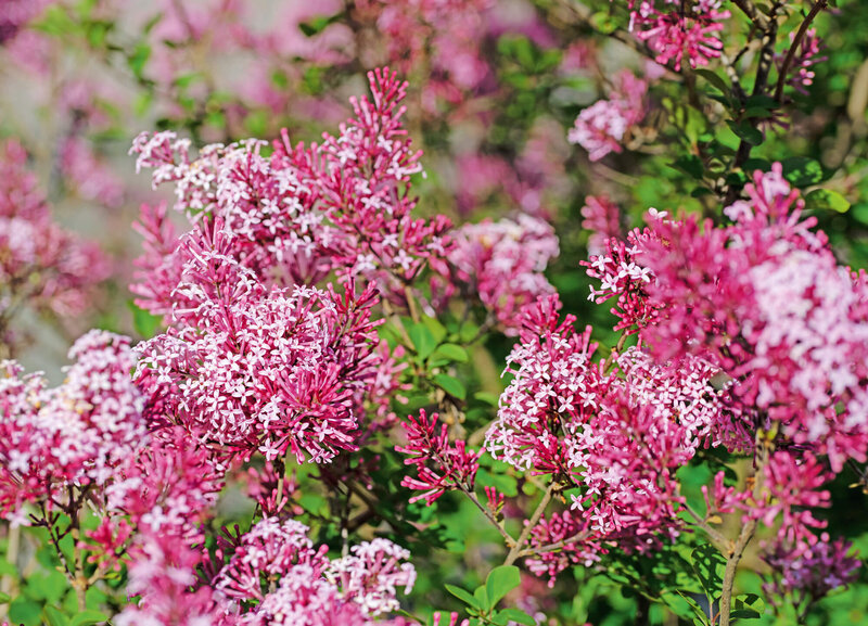 Syringa Tinkerbelle