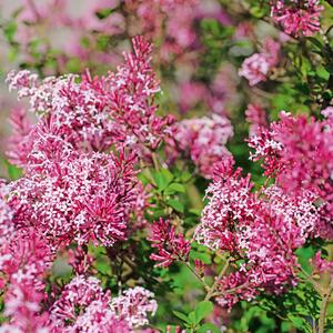Syringa Tinkerbelle