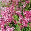 Syringa Tinkerbelle