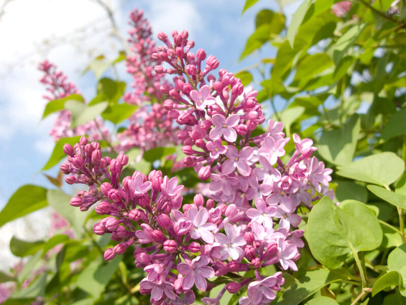 Syringa Tinkerbelle