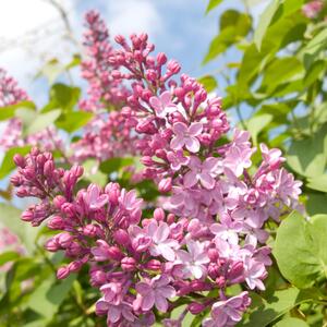 Syringa Tinkerbelle