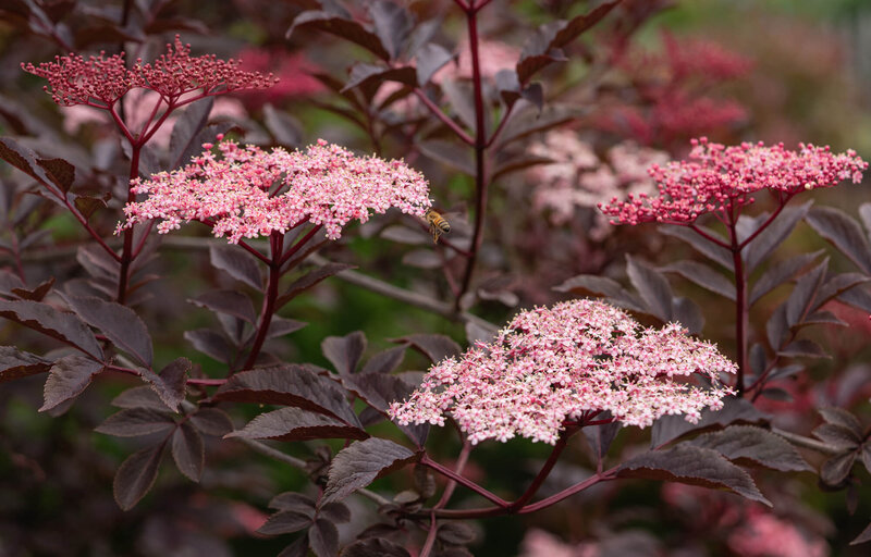 Sambucus nigra 'Black Tower®'
