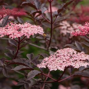 Sambucus nigra 'Black Tower®'