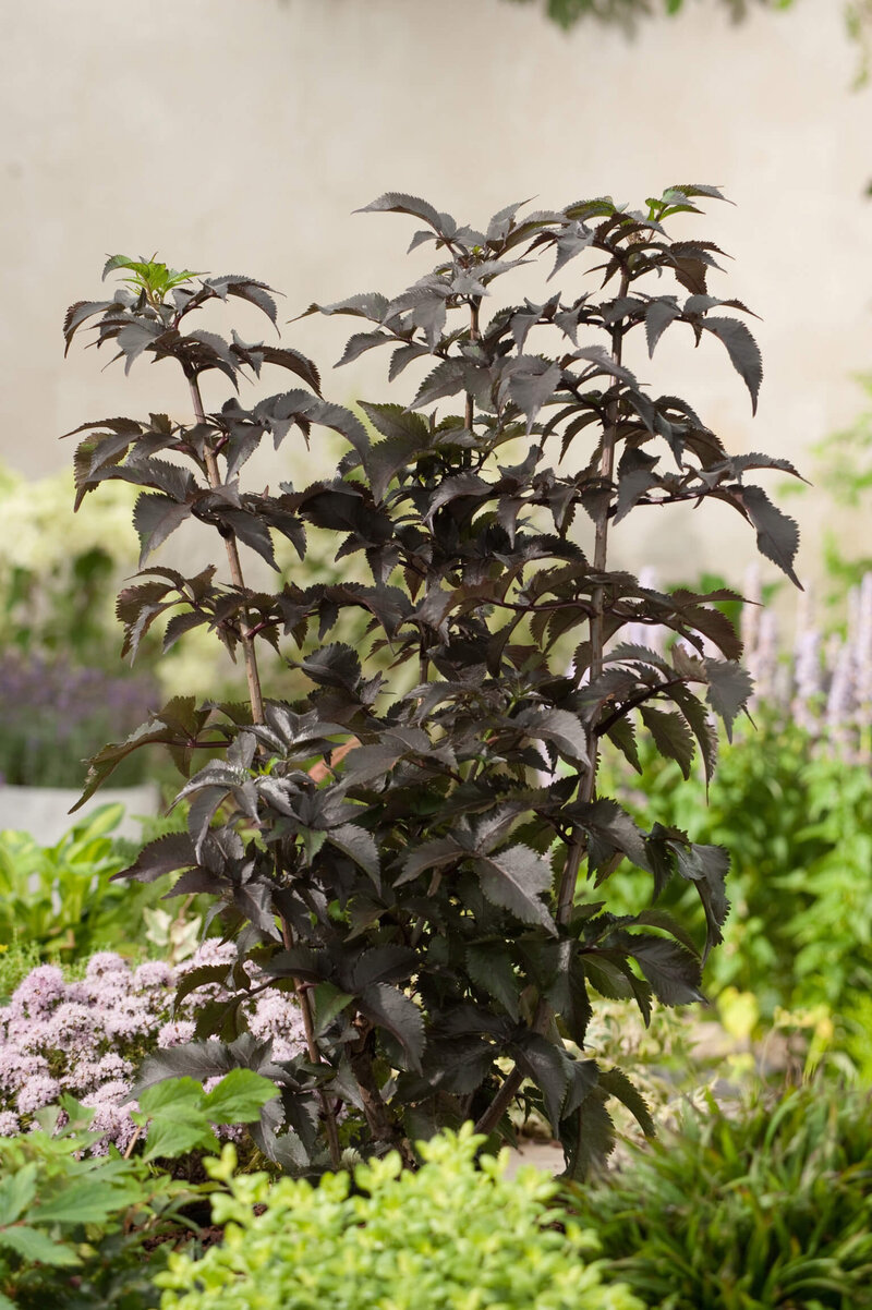 Sambucus nigra 'Black Tower®'