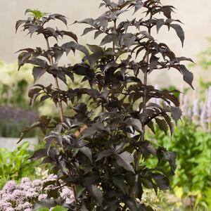 Sambucus nigra 'Black Tower®'