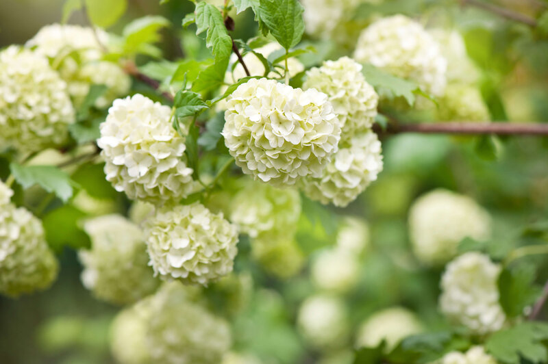 Viburnum opulus Roseum