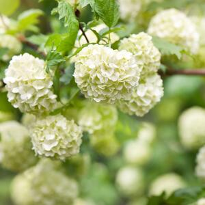 Viburnum opulus Roseum
