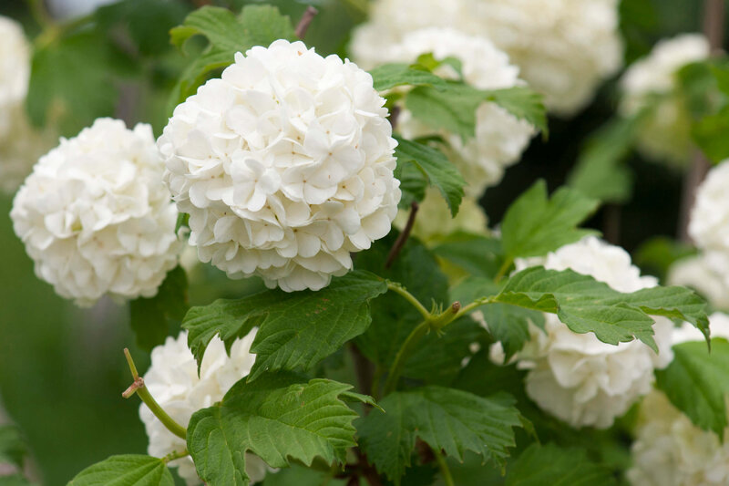 Viburnum opulus Roseum