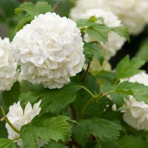 Viburnum opulus Roseum