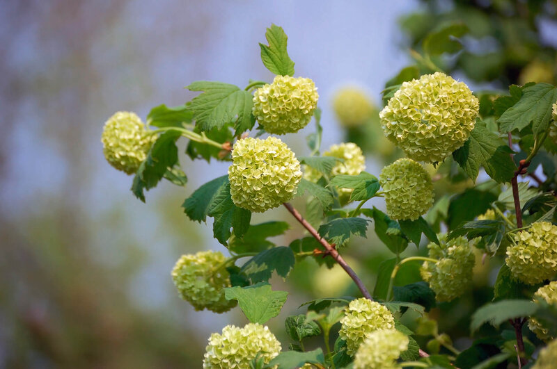 Viburnum opulus Roseum