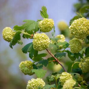 Viburnum opulus Roseum