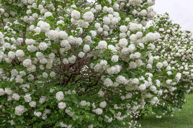 Viburnum opulus Roseum