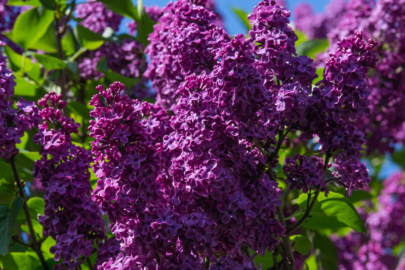 Syringa Bloomerang Dark Purple