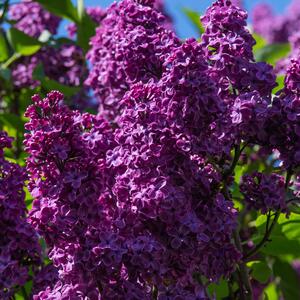 Syringa Bloomerang Dark Purple