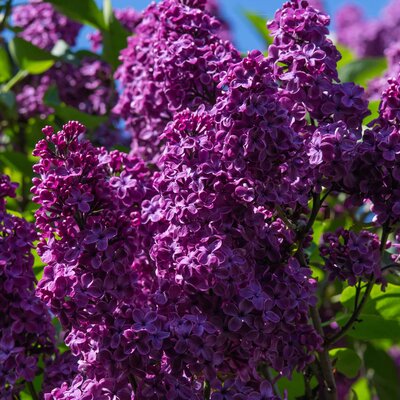 Syringa Bloomerang Dark Purple