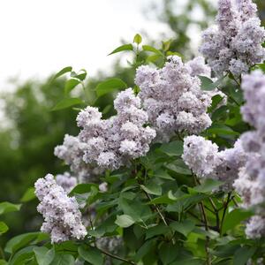 Syringa vulgaris Michel Buchner