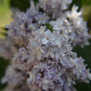 Syringa vulgaris Michel Buchner
