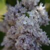 Syringa vulgaris Michel Buchner