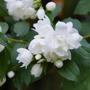 Philadelphus virginalis Schneesturm