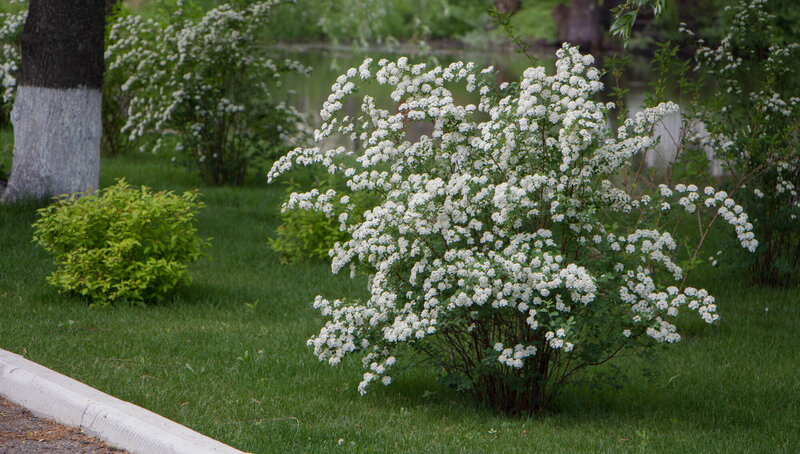 Spiraea vanhouttei