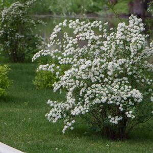 Spiraea vanhouttei