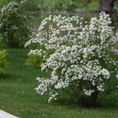 Spiraea vanhouttei