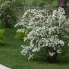 Spiraea vanhouttei