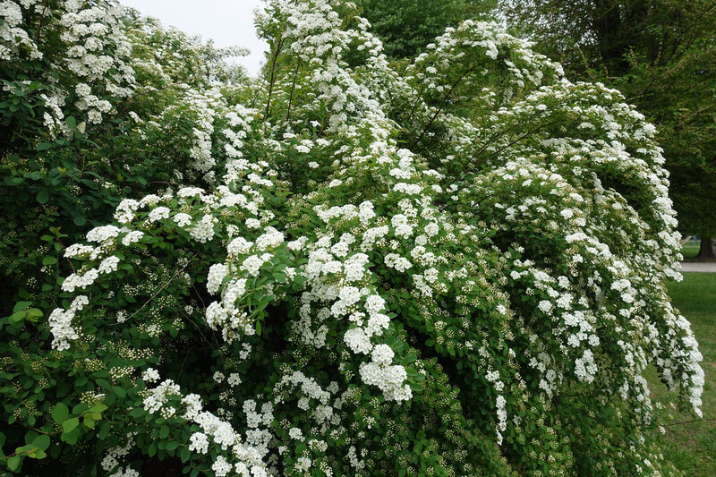 Spiraea vanhouttei