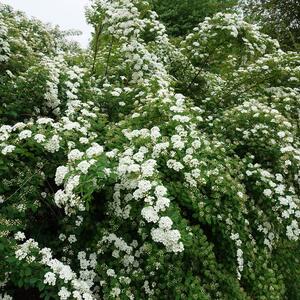 Spiraea vanhouttei