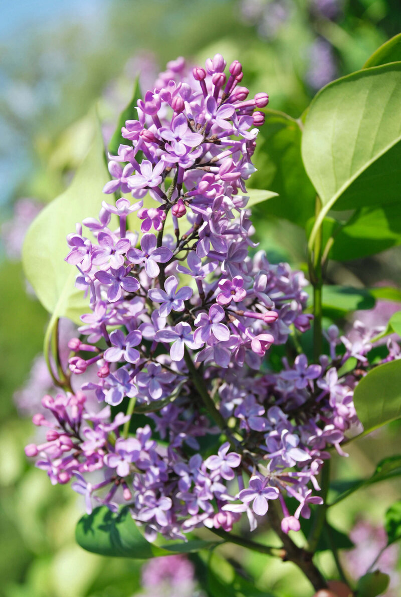 Syringa vulgaris