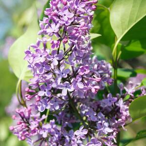 Syringa vulgaris