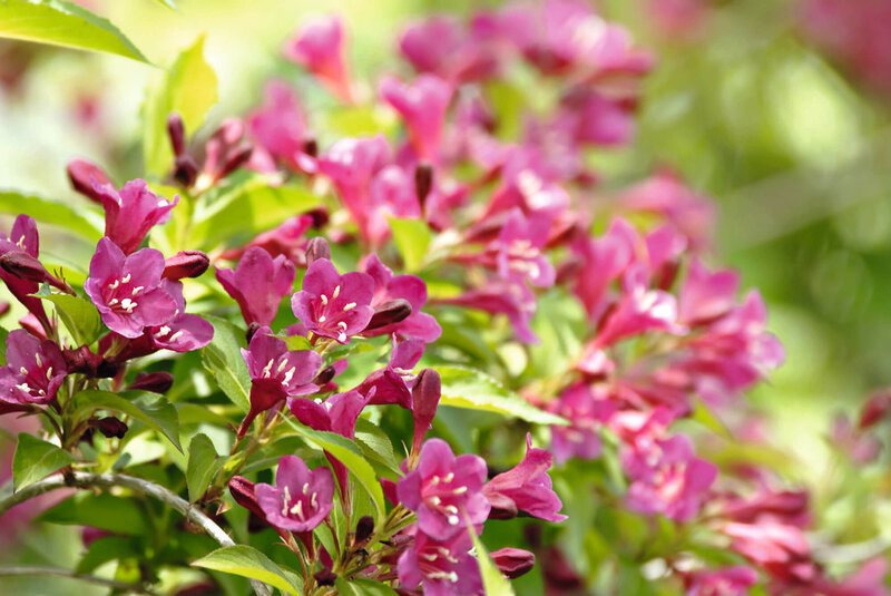 Weigela florida Bristol Ruby