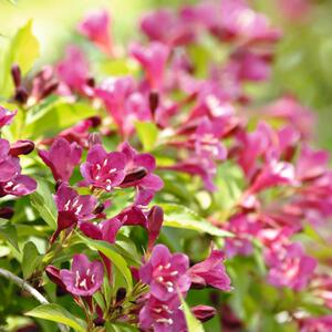 Weigela florida Bristol Ruby