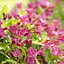 Weigela florida Bristol Ruby
