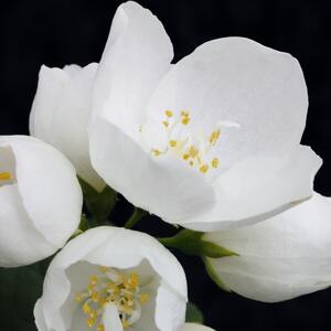 Philadelphus Silberregen