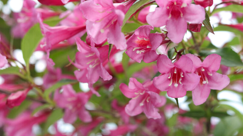 Weigela florida Purpurea