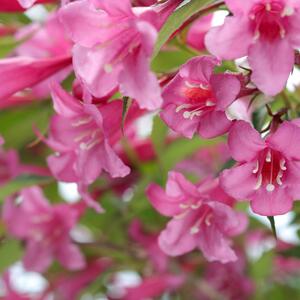 Weigela florida Purpurea