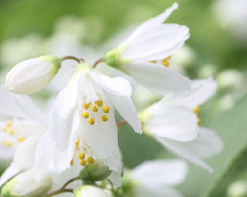 Deutzia gracilis