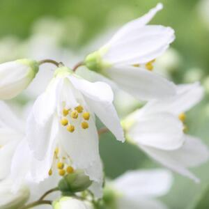 Deutzia gracilis