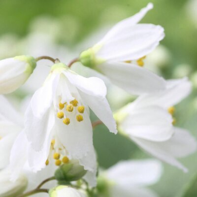 Deutzia gracilis